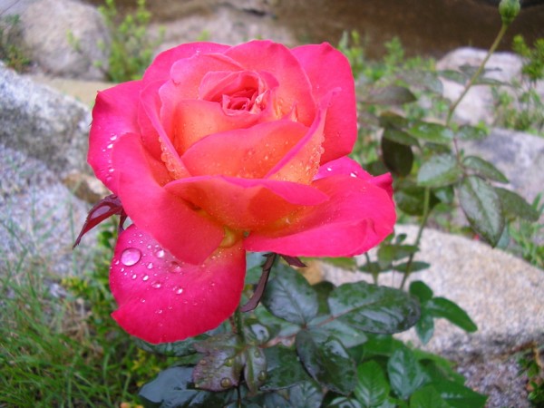 100920_sonamups113914.JPG